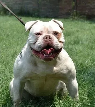 美国斗牛犬|出门时美国斗牛犬像野马一样唤不回的训练方法