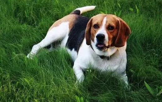 比格犬|护理全攻略 怎样护理让比格犬的眼睛保持健康状态