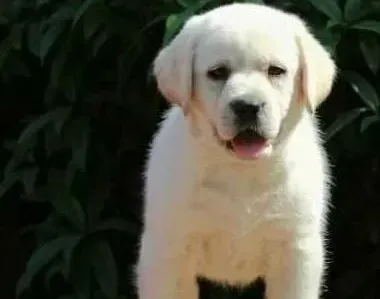 拉布拉多|怎样饲养半岁左右的拉布拉多母犬