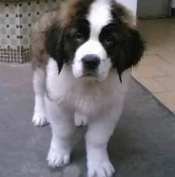 圣伯纳犬|怎样挑选出适合圣伯纳犬的运动场地