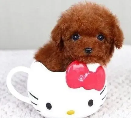 泰迪犬|2个半月的泰迪犬每顿吃多少狗粮合适
