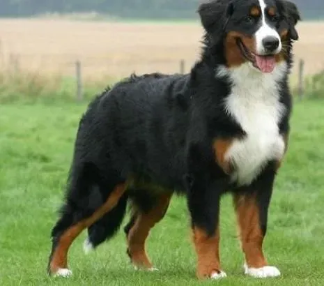 伯恩山犬|伯恩山犬吃什么食物最好