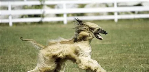 阿富汗猎犬能养吗 阿富汗猎犬相当的好养 | 阿富汗猎犬