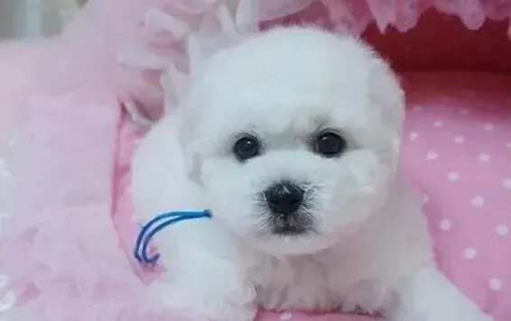 比熊犬|比熊犬标准体温和脉搏数的参数表