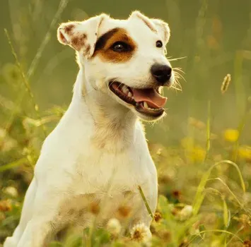 杰克罗素梗犬吃什么 生食喂养搭配合成营养物质 | 杰克罗素梗