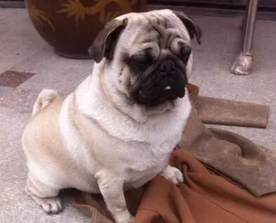 巴哥犬退烧 巴哥犬的物理降温退烧方法 | 巴哥犬