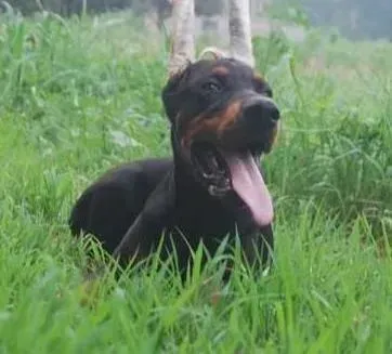 杜宾犬|杜宾犬每天的喂食量应该多少合适