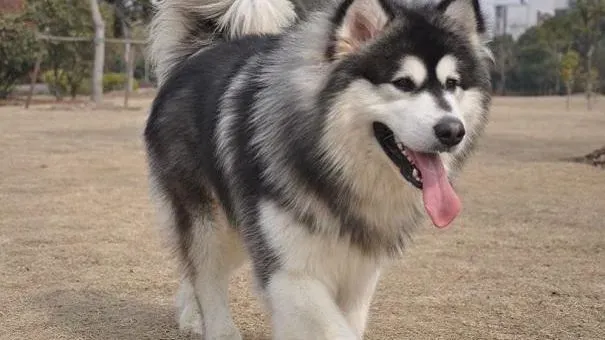 阿拉斯加犬|阿拉斯加雪橇犬的美容方法