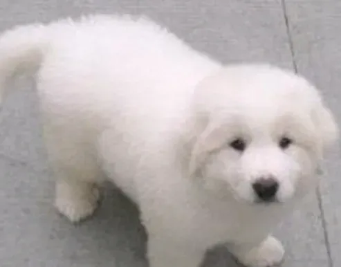 大白熊犬凶么 大白熊犬性格还是比较情温和的 | 大白熊犬