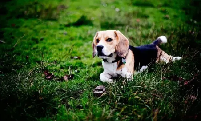 比格犬|比格犬最近严重掉毛是哪里出现问题