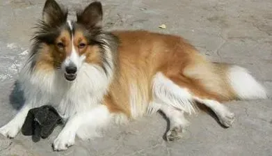 喜乐蒂|喜乐蒂犬甩头呕吐是什么问题