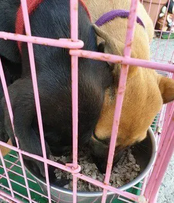 弃养汪路边拦车半路认老爸 男子霸气抱回两汪