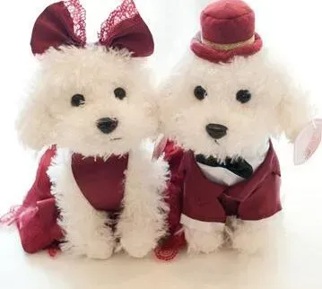 贵宾犬|调理胃肠有妙招 贵宾犬吃得过多怎么办