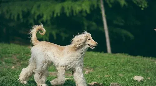 阿富汗猎犬能养吗 阿富汗猎犬相当的好养 | 阿富汗猎犬