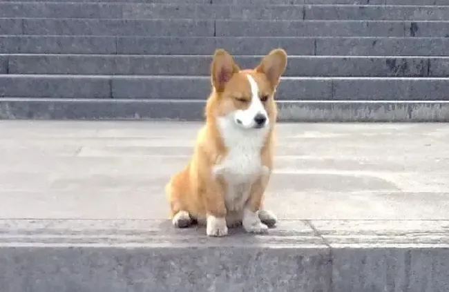 柯基犬|柯基犬不能自己在家有什么方法纠正吗