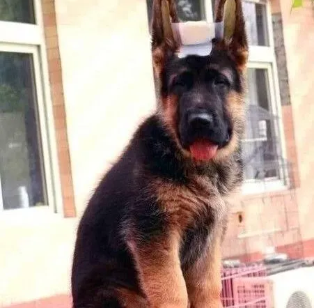 德国牧羊犬|给德国牧羊犬补钙时要注意的一系列问题
