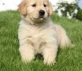 金毛|金毛犬缺钙适合喝什么牌子的奶粉