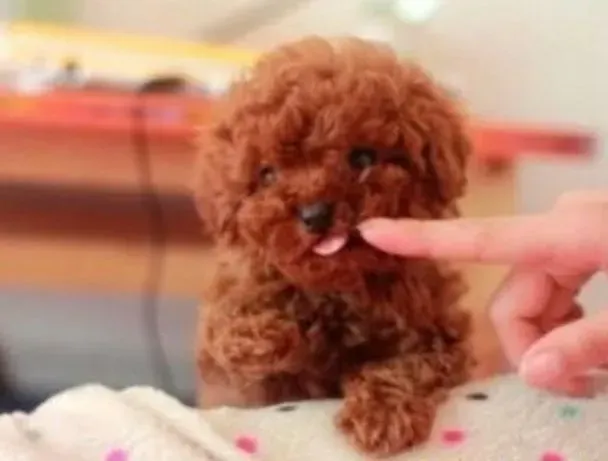 泰迪犬|健康生活之喂养泰迪犬期间须谨慎哪些食物
