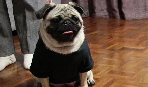 巴哥犬退烧 巴哥犬的物理降温退烧方法 | 巴哥犬