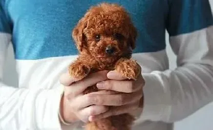 贵宾犬|你的疑惑我解答 详解贵宾犬节育与避孕知识