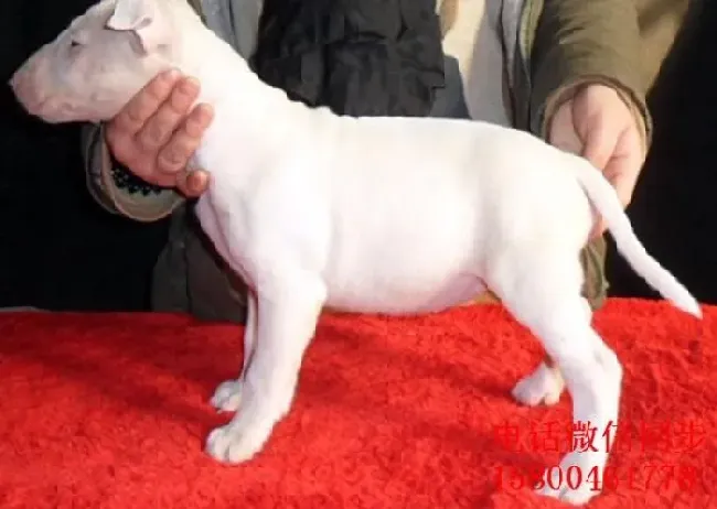 牛头梗|治疗牛头梗腹泻有妙招