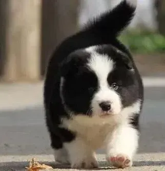 边境牧羊犬|边境牧羊犬流青黄色鼻涕是怎么了