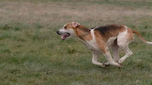 猎狐犬的喂食要点 幼崽喂养食物需易消化 | 猎狐犬