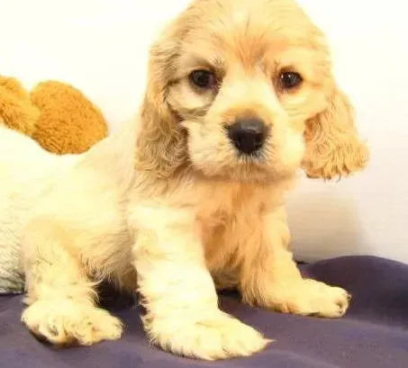 可卡犬|可卡犬肠胃不太好可以给它吃益生菌吗