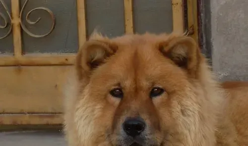松狮犬是哪个国家的 松狮犬原产于中国 | 松狮犬