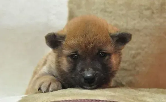 柴犬|柴犬最近突然四肢无力如何是好