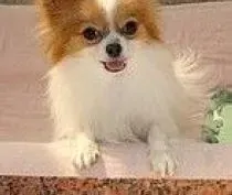蝴蝶犬|如何给蝴蝶犬营造一个安全的生活环境