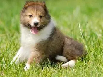 喜乐蒂|喜乐蒂犬总是随地大小便，请问专家训练