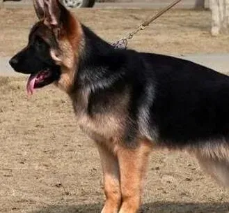 德国牧羊犬|德国牧羊犬背部皮肤变黑 正常吗