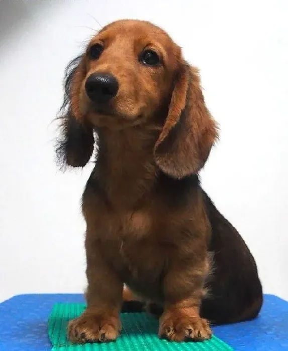 腊肠犬|为什么腊肠犬要经常运动