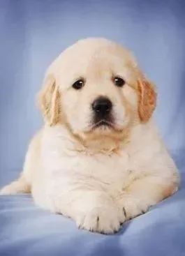 金毛|金毛犬的最佳驯服期是什么时候