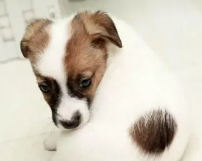 杰克罗素梗犬吃什么 生食喂养搭配合成营养物质 | 杰克罗素梗