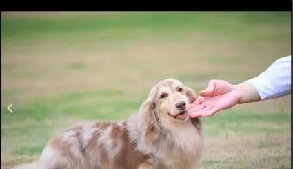 长毛腊肠犬好养么 长毛腊肠犬怎么养 | 腊肠犬