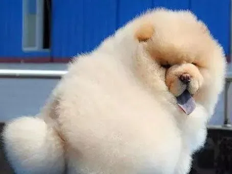松狮犬|给松狮犬清理耳朵的小方法