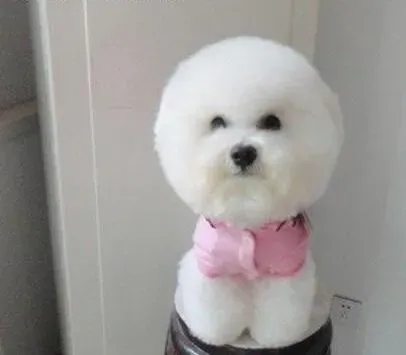 比熊犬|饲养幼龄的比熊犬我们该注意什么