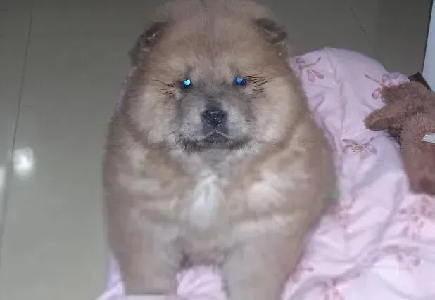 松狮犬|健康护理学 美毛粉对松狮犬的毛发有哪些影响
