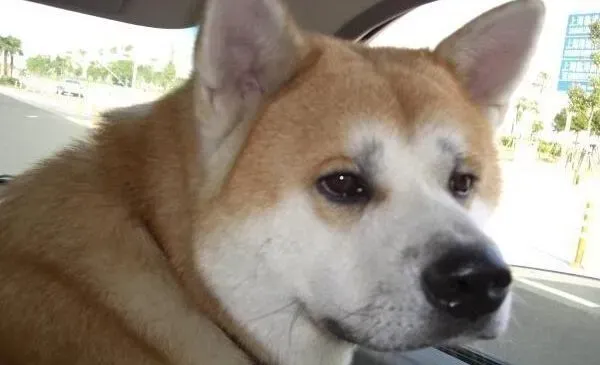 秋田犬|狗狗这样教主人好轻松 巧妙让秋田犬学会拒食本领