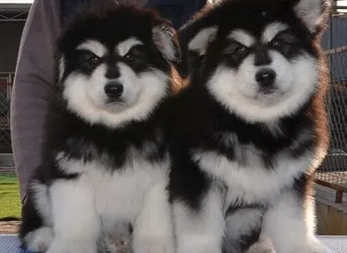 阿拉斯加犬|阿拉斯加犬的美容护理有哪些内容