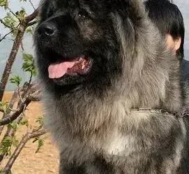 高加索犬|五个月的高加索犬需要打什么疫苗针