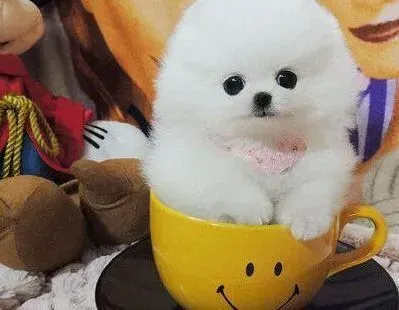 博美犬|饲养博美犬对人类的身体健康有哪些好处