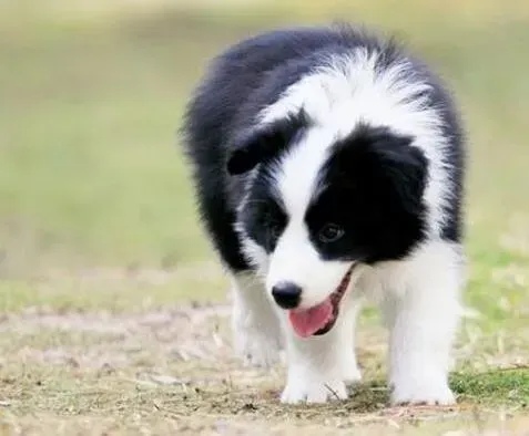 边境牧羊犬|对边境牧羊犬进行饮食管理的绝佳方法