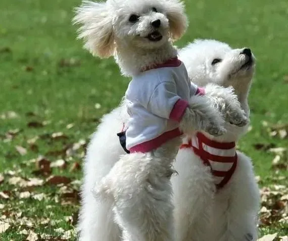 贵宾犬|温暖寒冬：关于贵宾犬保暖的误区分析