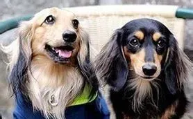 长毛腊肠犬好养么 长毛腊肠犬怎么养 | 腊肠犬
