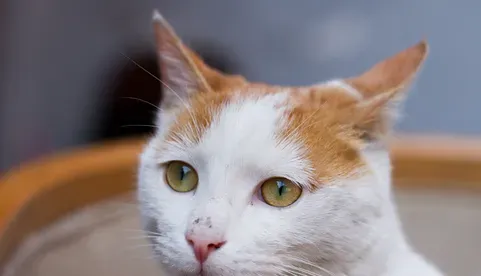 猫爱玩吗 猫是好奇心特别强的动物 | 猫