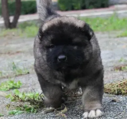 高加索犬|高加索犬耳朵有异物老是瘙痒怎么处理