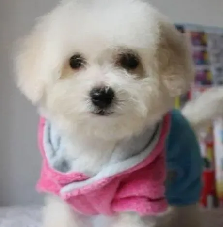 比熊犬|比熊犬体内的生物钟是其身体保持健康的关键
